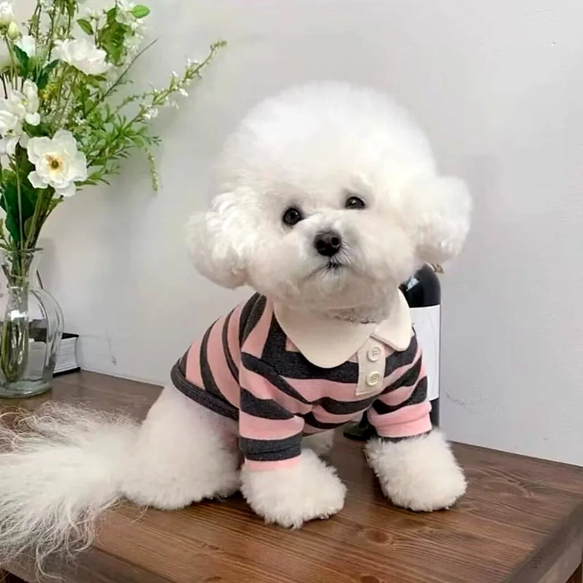 polo pour chien
