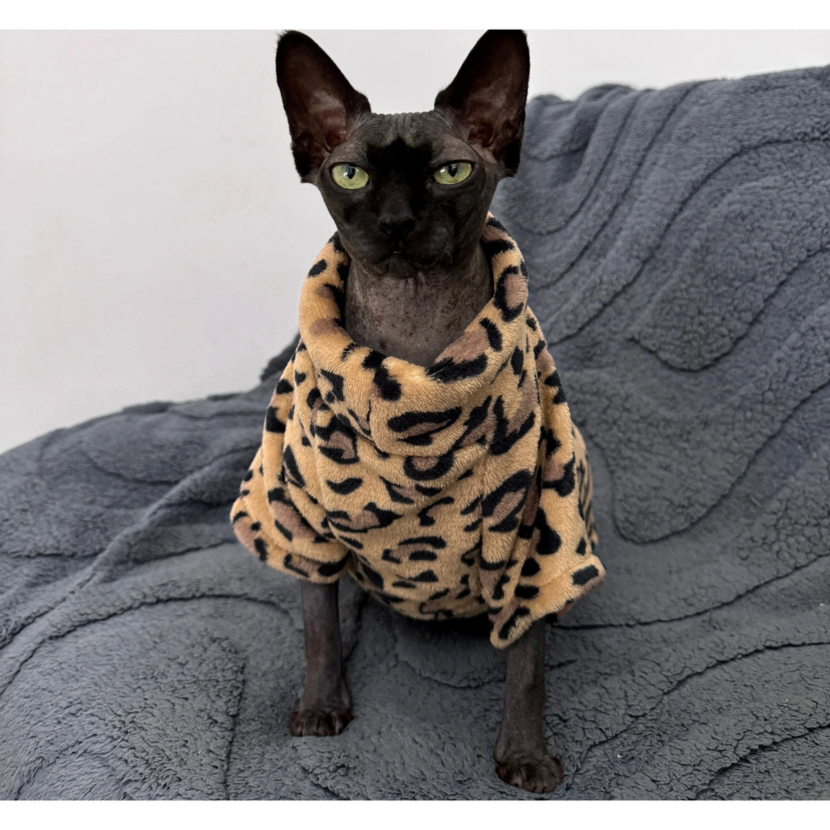 pull pour chat