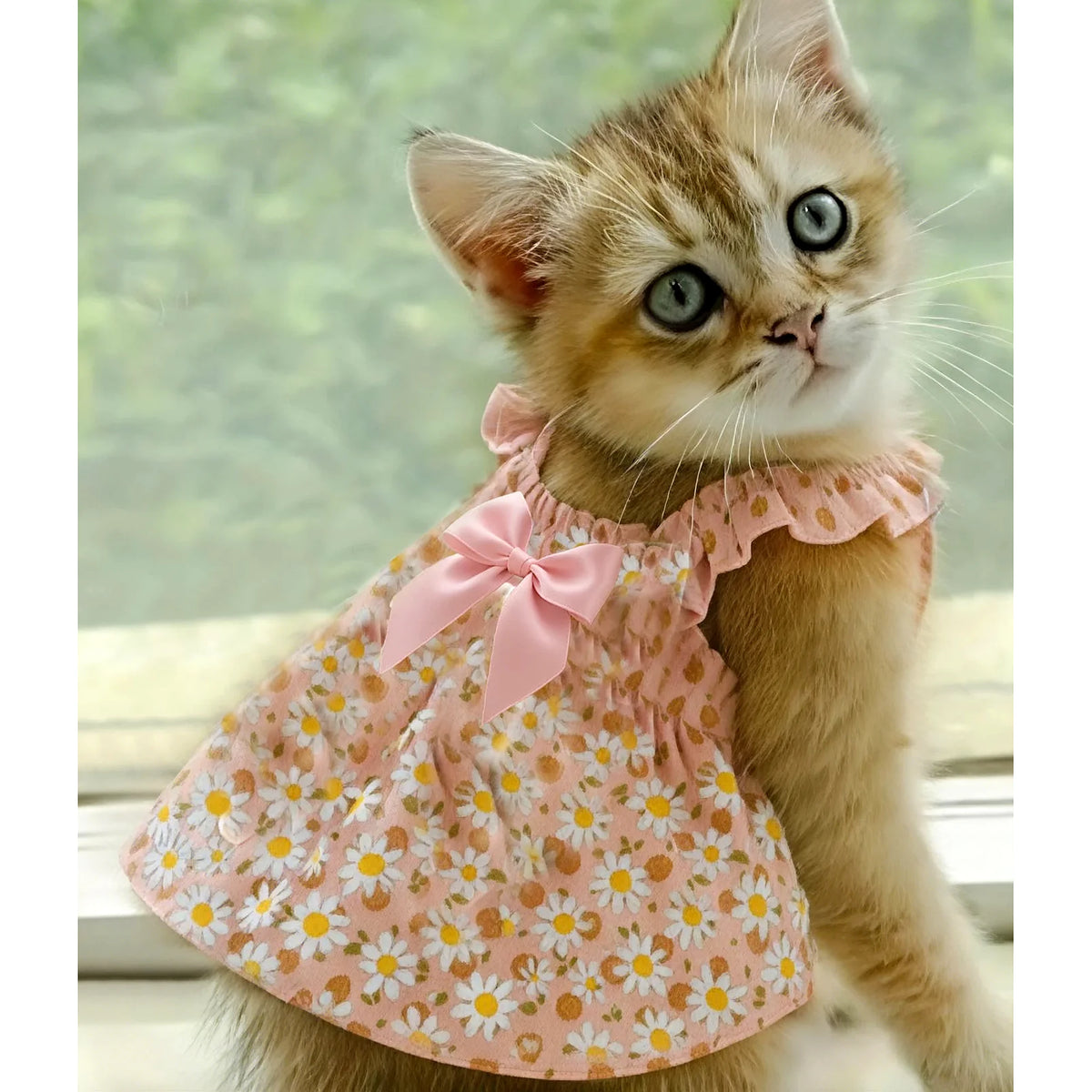 robe pour chat